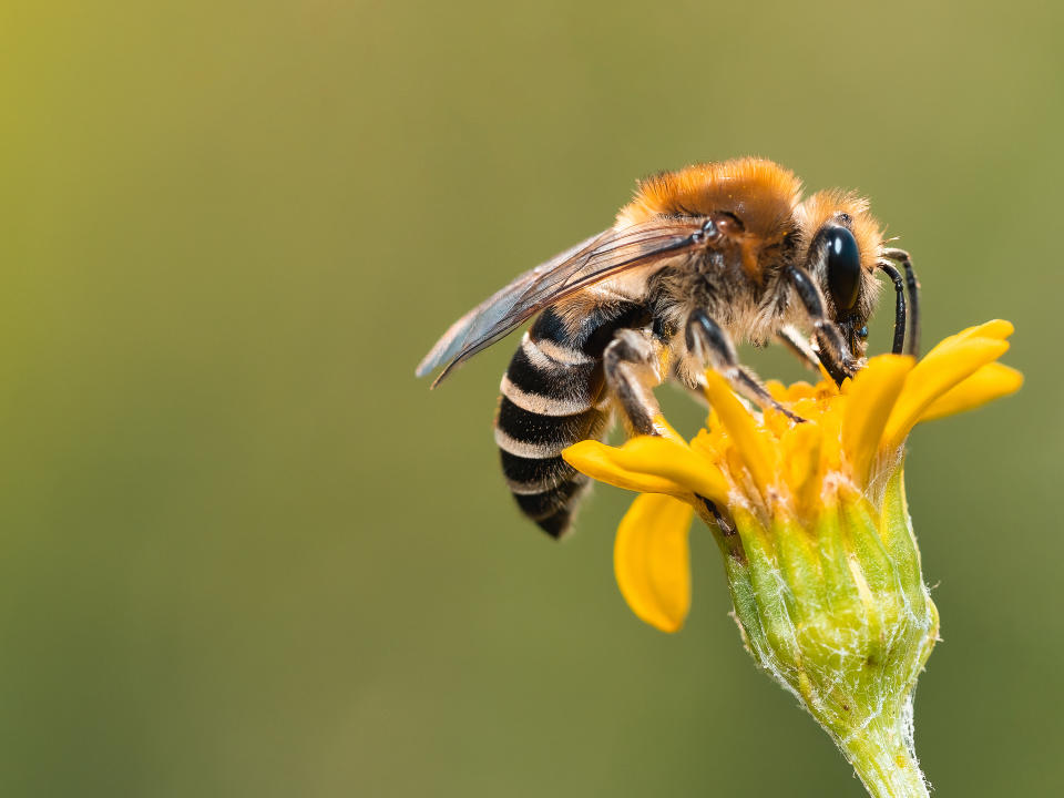 A close up of a bee on top of a flower. (Photo via Getty Images)