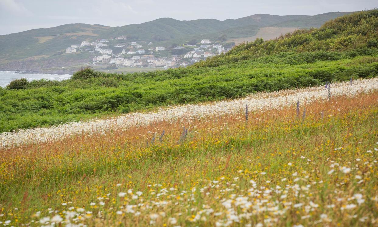 <span>Some of the wild flowers on previously arable farmland at Woolacombe Bay, north Devon.</span><span>Photograph: James Dobson/National Trust Images</span>