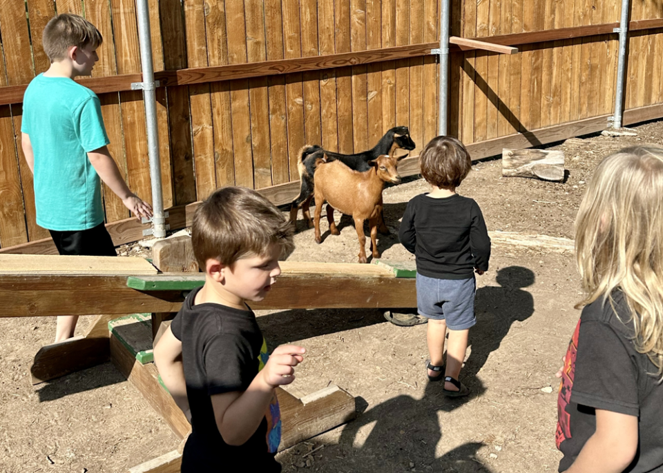 Two goats joined Green Gate Children’s School this fall, but first, the neighbors had to give their approval. (Katie Saiz)