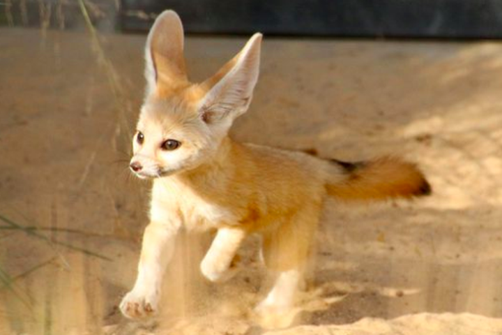 fennec fox pet price