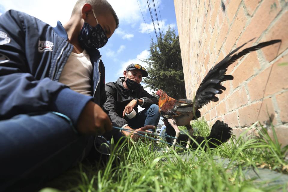 In this April 30, 2020 photo, Venezuelan migrants feed their rooster before departing for the Venezuelan border to return home after a government lockdown has put a halt to their aspirations, in Bogota, Colombia. The new coronavirus pandemic has limited their ability to help economically hurting relatives back home. Because of Colombia's strict stay-at-home order, many migrants in Bogota must break the law to go outside and make money to buy food or stay behind closed doors and go hungry. (AP Photo/Fernando Vergara)