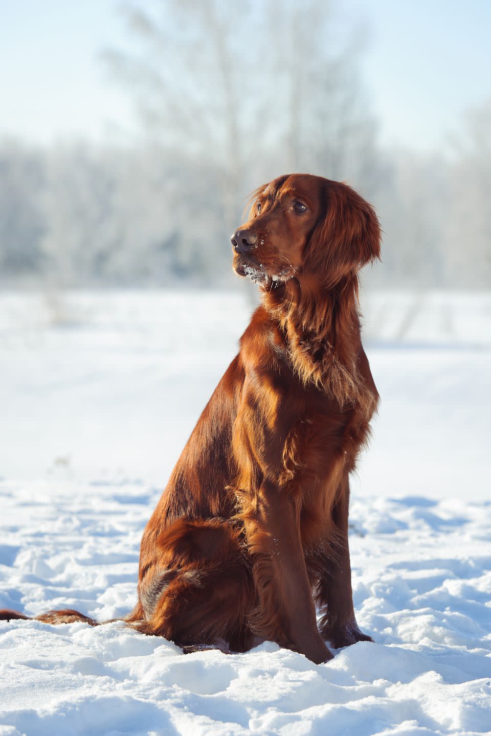 10) Irish Setter