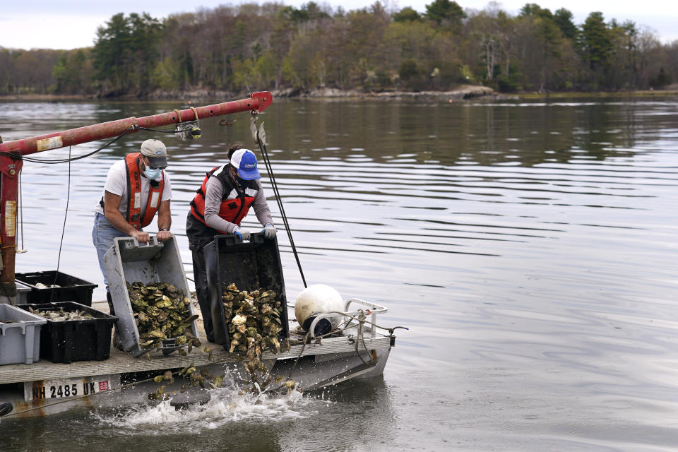 Brian Gennaro, owner of Virgin Oyster Co., left, and Alix Laferriere, of the The Nature Conservancy, dump out a trays of adult "Uglie" oysters from Maine onto a relocation area at Great Bay, Monday, May 3, 2021, in Durham, N.H. Thousands of Uglies from Maine, which were left to grow due to lack of retail demand of more than a year because of the virus outbreak, were relocated to Great Bay to enhance the shellfish species in New Hampshire coastal waters. (AP Photo/Charles Krupa)