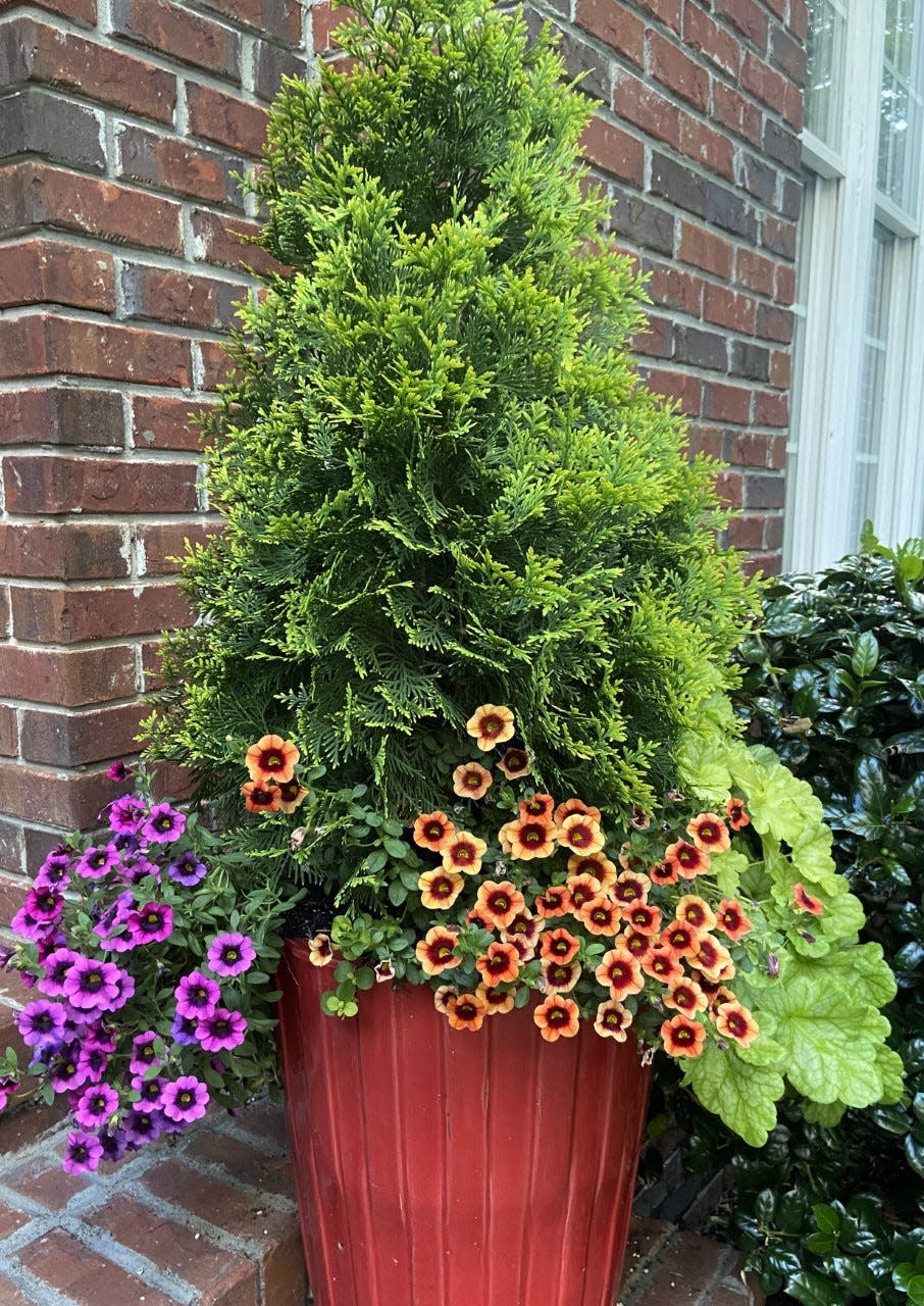 Dolce Appletini heuchera, Superbells Tangerine Punch and Superbells Black Currant Punch accompany Fluffy arborvitae in this boldly red-colored self-watering AquaPot.