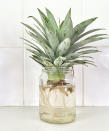 <p> It&#x2019;s perfectly possible to regrow a pineapple from a leftover pineapple top. You might have to wait a while, as they can take two to three years, but you&#x2019;ll certainly impress the neighbors once they&apos;re ready.&#xA0; </p> <p> Pineapple plants are bromeliads, and like all other bromeliads they flower once, produce one fruit and promptly die. But you can propagate new plants by digging up the small plants or &#x2018;pups&#x2019; at the base, advises Gardeners&#x2019; World.&#xA0; </p> <p> Pineapples need space &#x2013; they have to reach 6ft (2m) to flower and require full sun, so you&#x2019;re best growing them in something like a DIY greenhouse in cooler climates. </p>