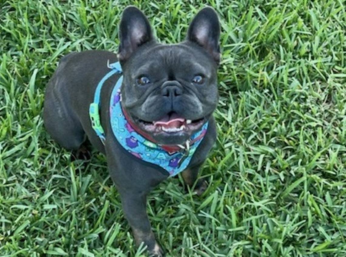Sailor, an 18-month-old French bulldog who lives in the Keys, was safely returned to her owners after she was kidnapped in June 2022.