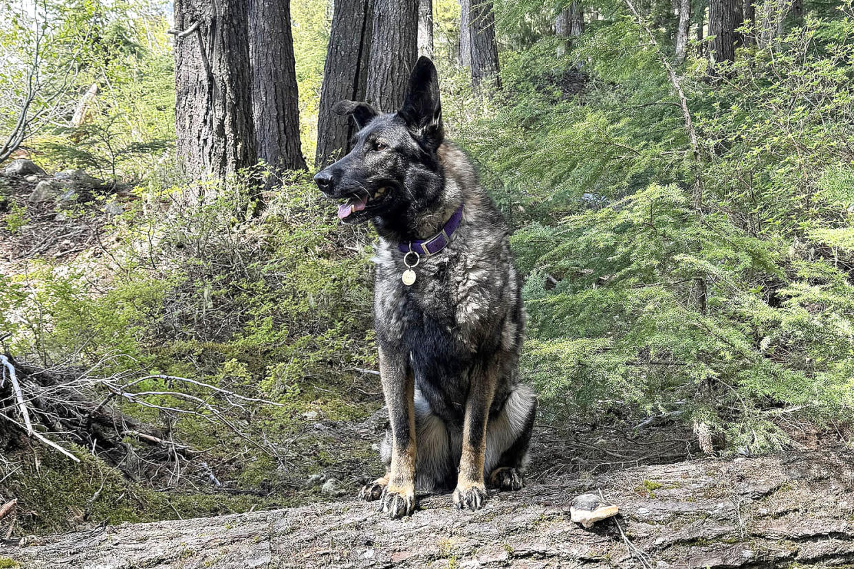 Vanessa Chaput's dog Luna grizzly bear attack survivor (Courtesy Vanessa Chaput)