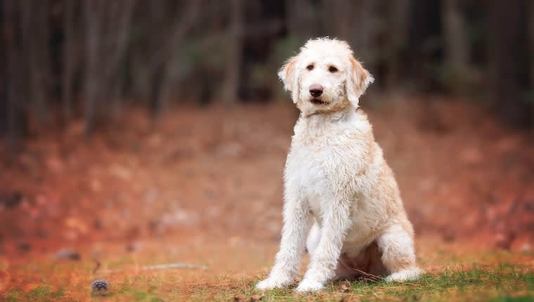North Carolina Dog Laws: Rabies, Dog Bites, Abandonment and Cruelty