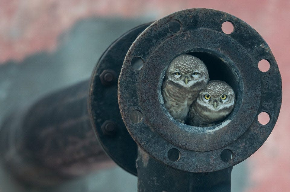 "Pipe Owls" by Arshdeep Singh. Two small owls sit in the hollow inside of a pipe.