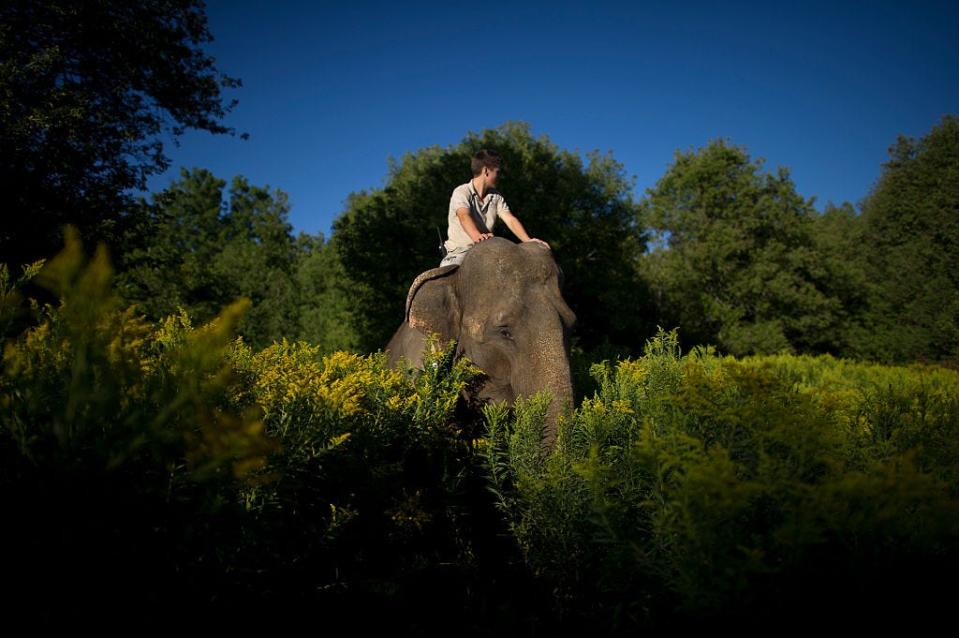 Michael Hackenberger's son, Kurt Hackenberger riding atop an elephant at Bowmanville Zoo.