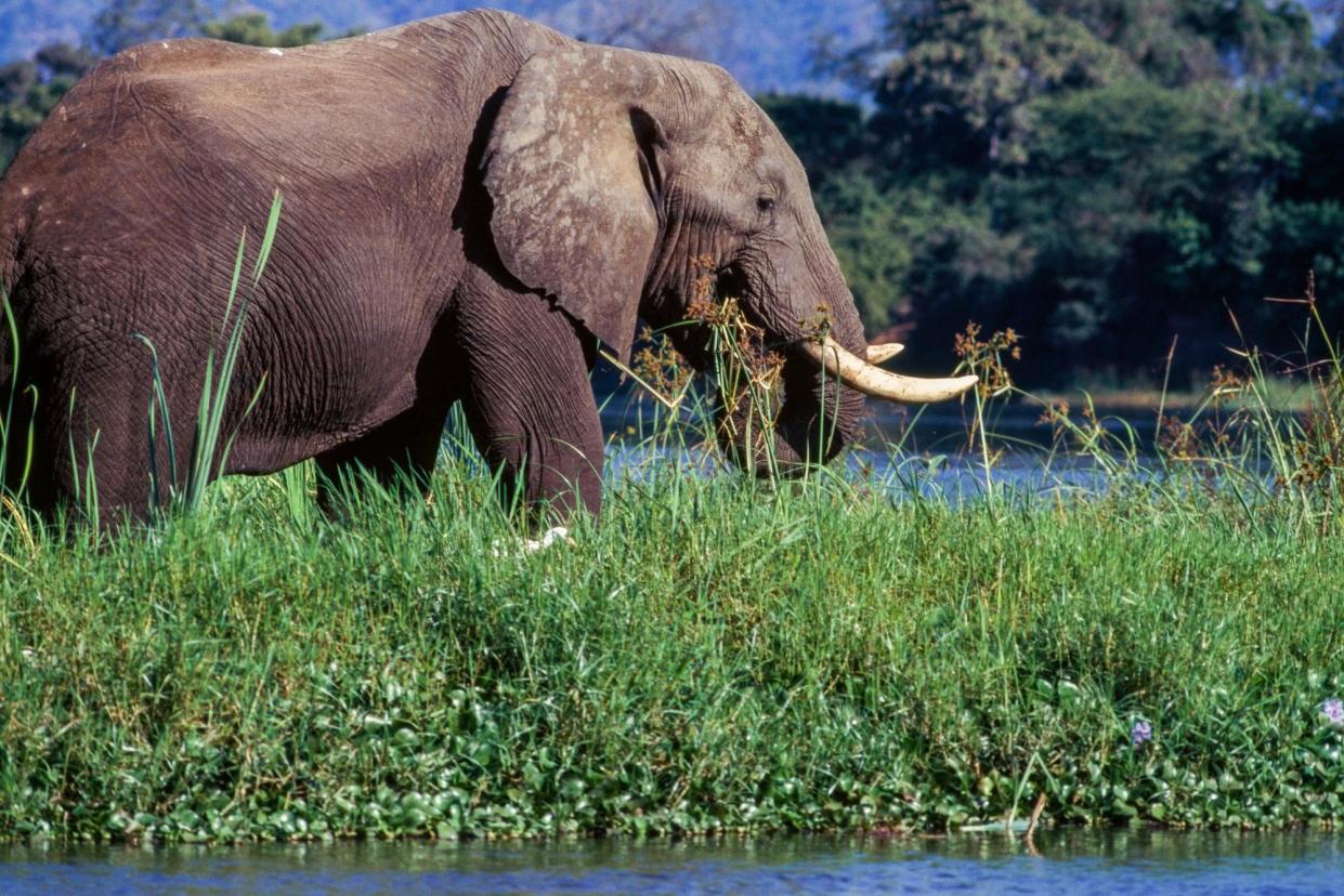 <span>An elephant in Zambia in 2018.</span><span>Photograph: DEA/Getty Images</span>