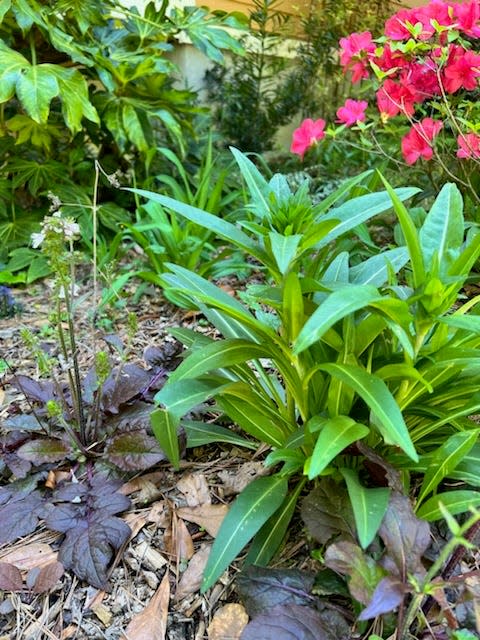 Allow the various textures and colors of some native wildflowers in your landscape beds.