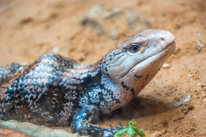 ¿Cuál es el único animal que no tiene sangre