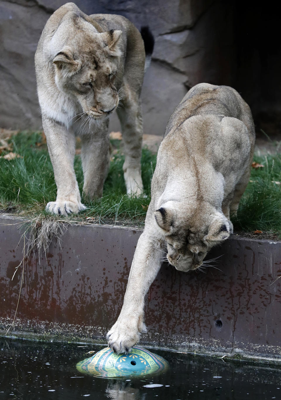 Two of London Zoo's lionesses, sisters Heidi, Indi or Rubi, watch a ball in the water, a day ahead of World Lion Day in London, Thursday, Aug. 9, 2018. The pride will be celebrating conservation success as Asiatic lions numbers continue to increase. (AP Photo/Frank Augstein)