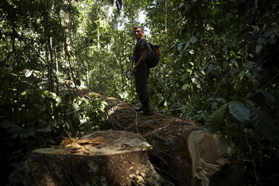 Tenetehara Indigenous man Romario Tembe, from the Ka’Azar, or Forest Owners, stands on a Piquiarana tree felled by illegal loggers, one of whom was found and apprehended nearby, as the group patrols their lands on the Alto Rio Guama reserve in Para state, near the city of Paragominas, Brazil, Tuesday, Sept. 8, 2020. Three Tenetehara Indigenous villages are patrolling to guard against illegal logging, gold mining, ranching, and farming as increasing encroachment and lax government enforcement during COVID-19 have forced the tribe to take matters into their own hands. (AP Photo/Eraldo Peres)
