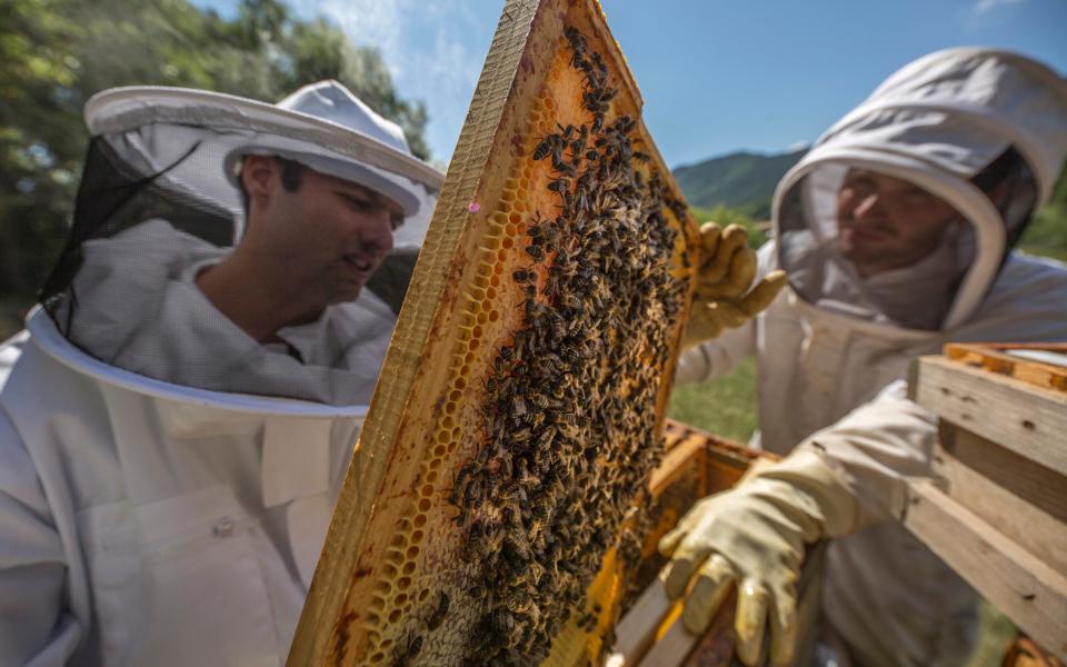 Beekeepers at work on hives in Girona, Spain - Manuel Medir/Getty