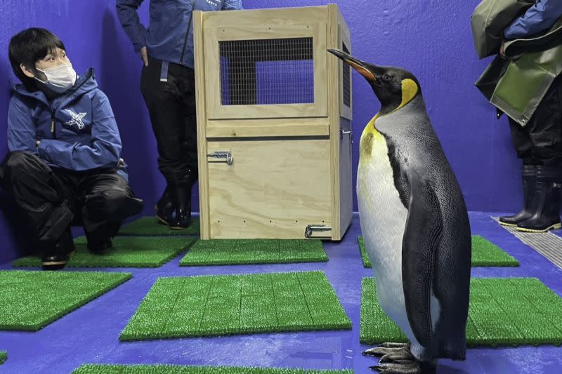 ▲北市動物園派最年輕的國王企鵝前往Xpark交朋友。（圖／臺北市立動物園、Xpark授權提供）