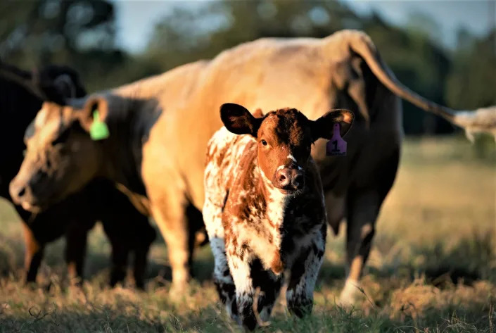 Federal officials are set to start shooting feral cattle in the Gila Wilderness starting February 23, 2023. A lawsuit filed just two days before the  scheduled slaughter hopes to stop it.