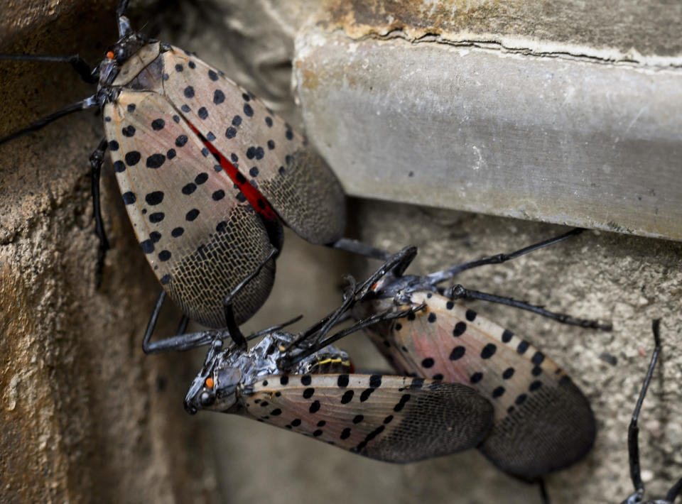 Spotted lanternflies on the side of the Berks County Services Building in Reading, Pennsylvania, September 28, 2020.  / Credit: Ben Hasty/MediaNews Group/Reading Eagle via Getty Images