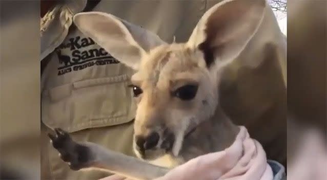 Thousands of people have watched Terri's attempt to get a cuddle. Source: The Kangaroo Sanctuary Alice Springs/ Facebook