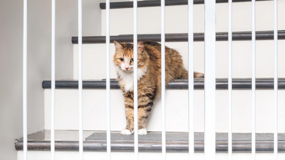 Cat stood on stairs looking through pet gate