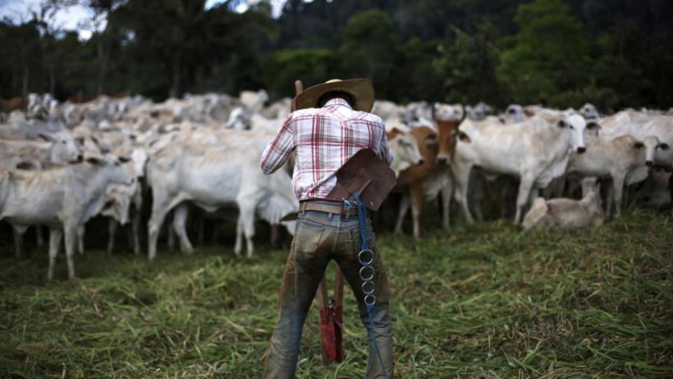 A cowboy with cattle in a deforested area.