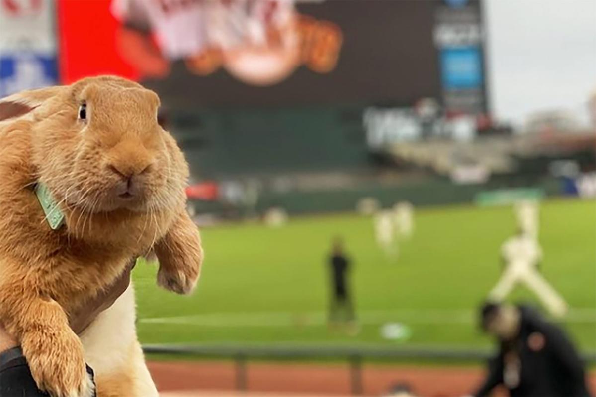 Big rabbit wearing bow tie steals the show at baseball game