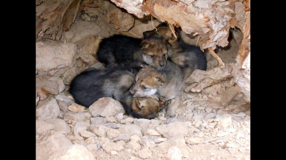 A litter of Mexican wolf pups are piled inside a den in New Mexico.