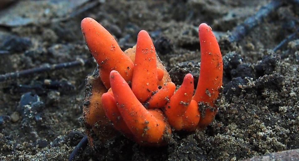 Poison Fire Coral fungus Far North Queensland