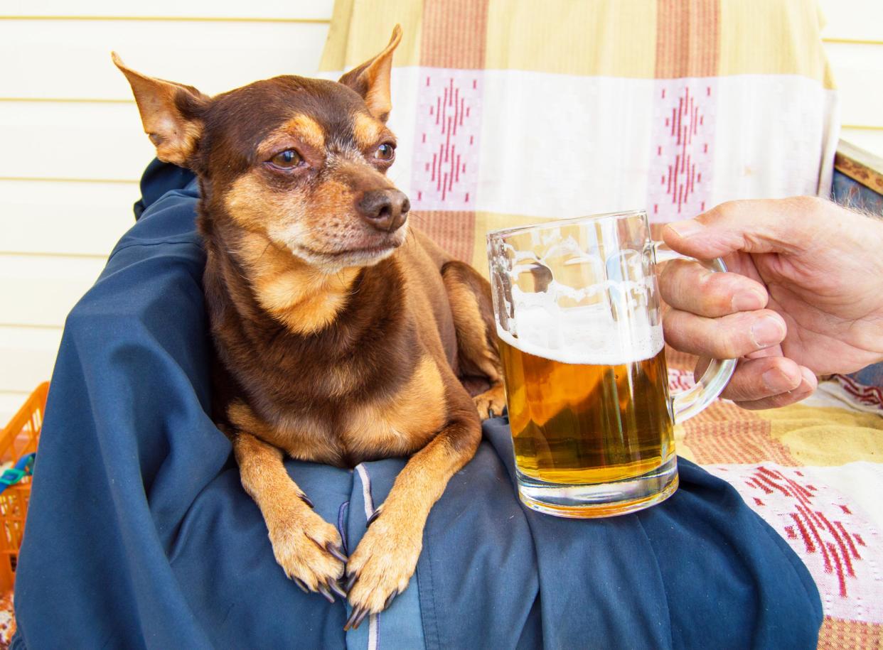 A cute dog and a cold beer: a perfect pairing: istock