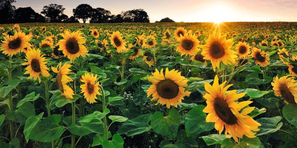 Lyndon Leader 4H Sunflowers in Lyndon, Kansas
