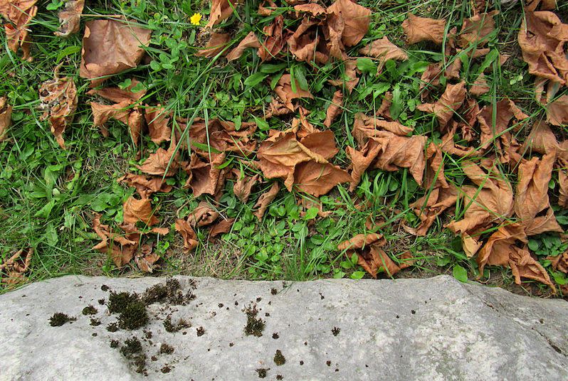 Raking Leaves