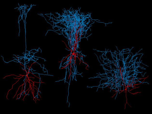 Axons and dendrites