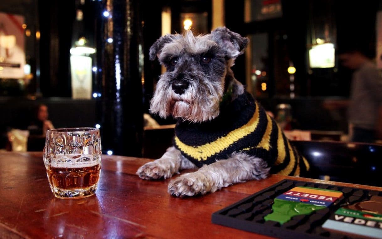 Image from 'Great British Pub Dogs' by Abbie Lucas and Paul Fleckney (Robinson, £12.99) - Abbie Lucas