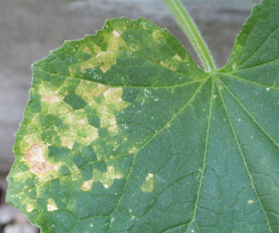 Mosaic virus on a zucchini leaf