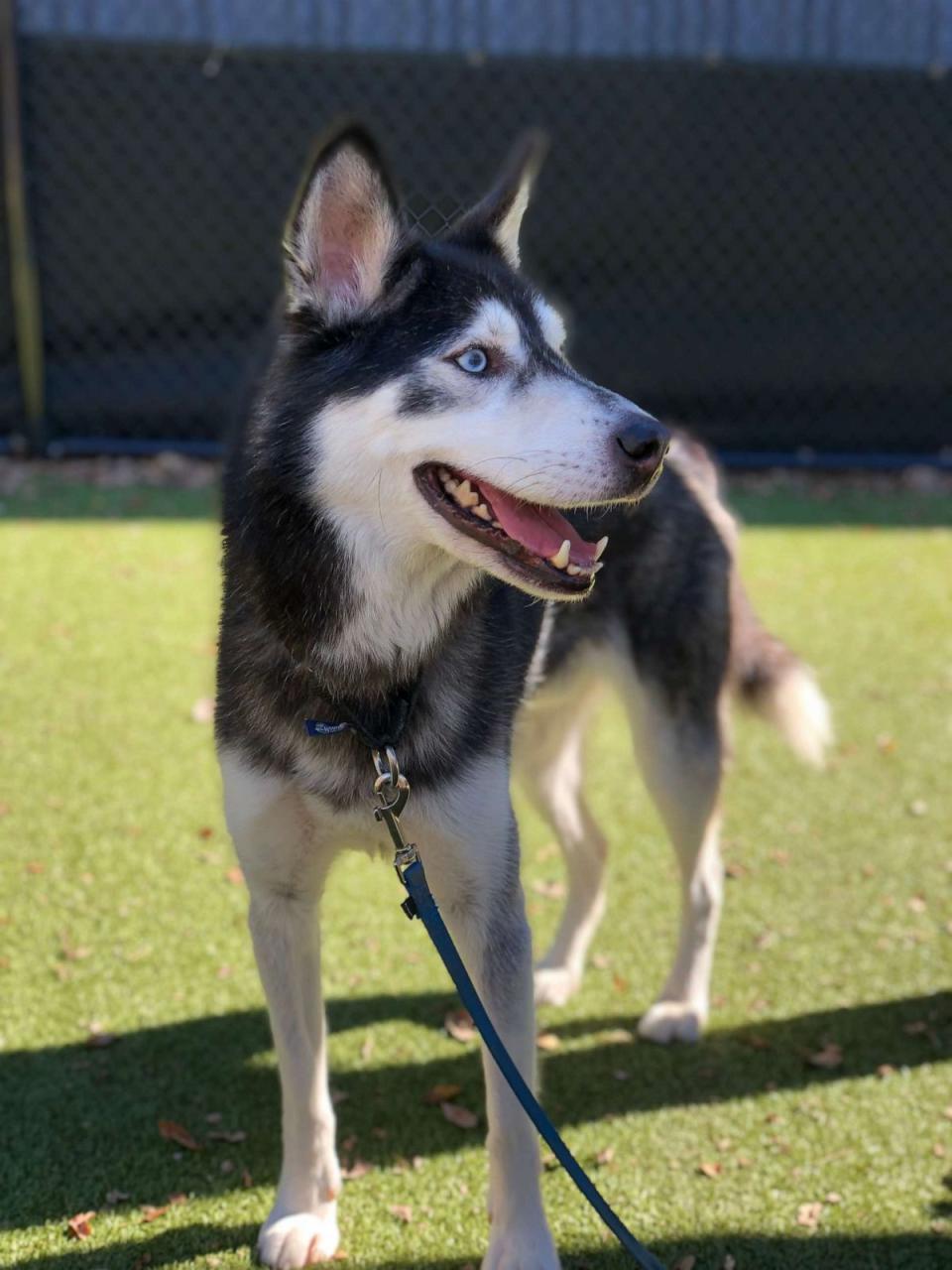 PHOTO: According to Nebraska Humane Society, Bret Michaels the dog was brought to the Omaha shelter by another individual named Bret Michaels. (Nebraska Humane Society)