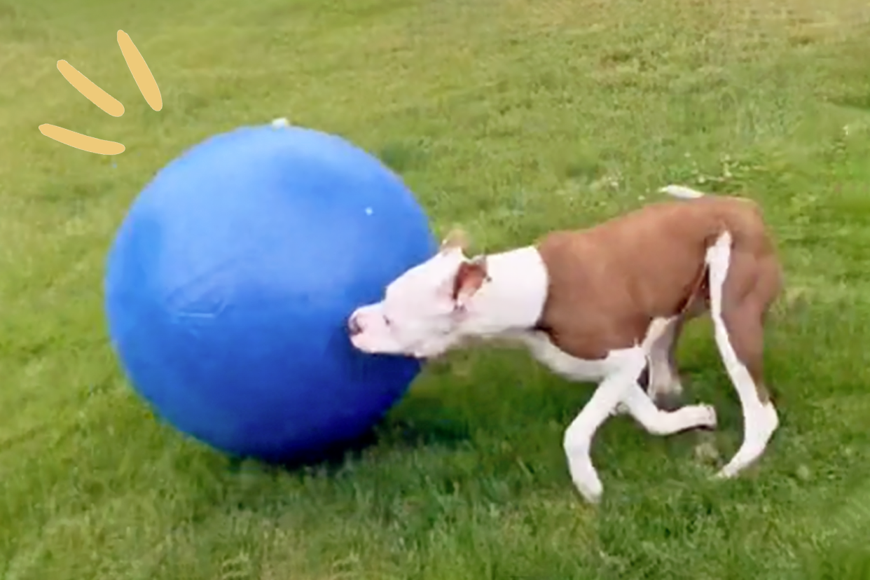 dog plays with ball