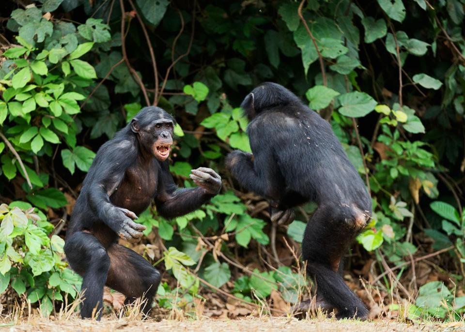 Bonobos (<em>Pan paniscus</em>) luchando en la República Democrática del Congo, África. <a href="https://www.shutterstock.com/es/image-photo/fighting-bonobos-pan-paniscus-short-distance-173458760" rel="nofollow noopener" target="_blank" data-ylk="slk:Sergey Uryadnikov/Shutterstock;elm:context_link;itc:0;sec:content-canvas" class="link ">Sergey Uryadnikov/Shutterstock</a>