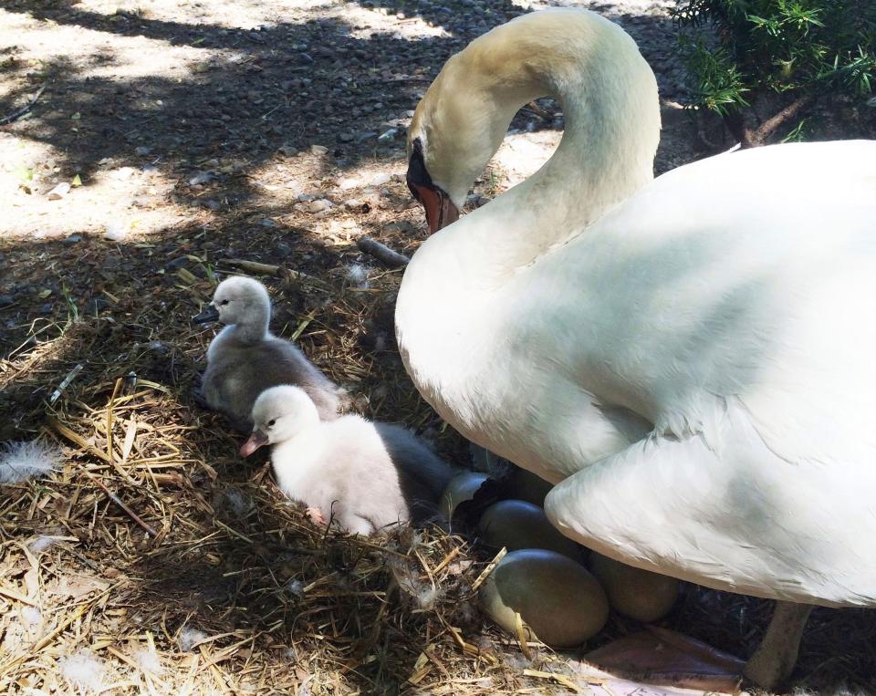 In this June 2014 photo, Faye, a swan, tends to two baby cygnets at the Manlius Swan Pond in Manlius, N.Y.