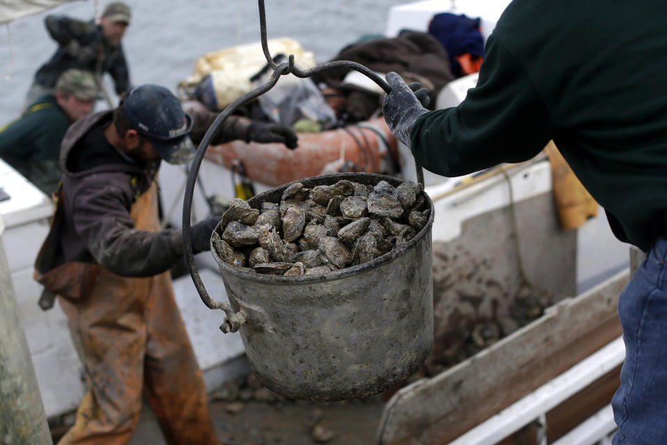 In this Dec. 20, 2013 picture, crew members unload oysters from the skipjack Hilda M. Willing on Deal Island, Md. Maryland's commercial oyster season for sail-powered boats runs from November through March. (AP Photo/Patrick Semansky)