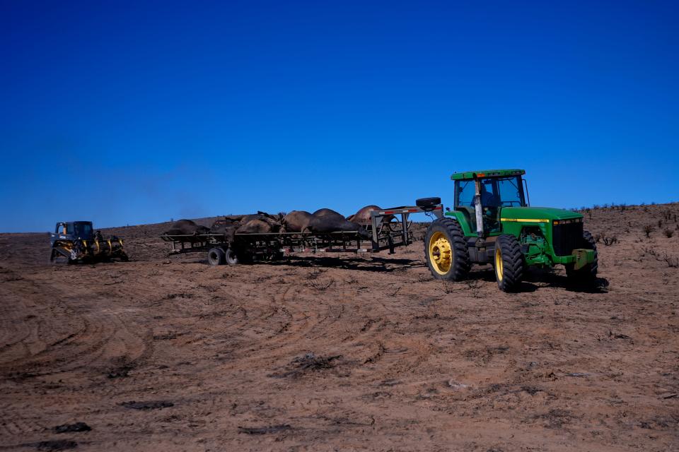 Ranchers move cattle killed by the Smokehouse Creek Fire out of burned ranch land on March 1, 2024, in Skellytown, Texas. The wildfire, which started Feb. 26, has left behind a charred landscape of scorched prairie, dead cattle and burned-out homes in the Texas Panhandle.