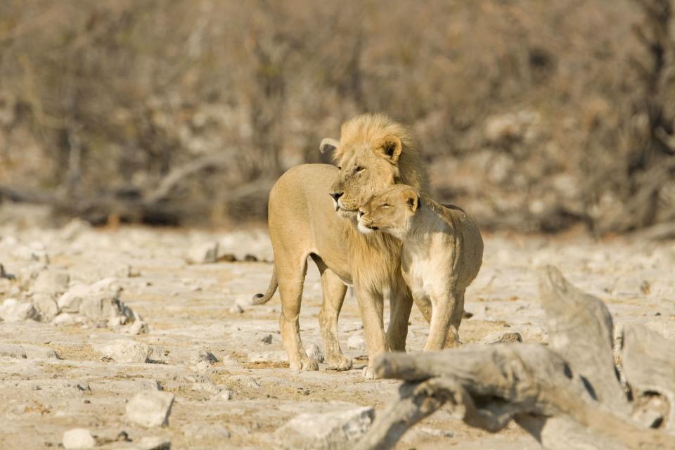 PIC BY KARL ANDRE TERBLANCHE / ARDEA / CATERS NEWS - (Pictured lions nuzzling) - From a loving look to an affectionate nuzzle, these are the charming images of cute creatures cosying up for Valentines Day. And as the heart-warming pictures show the animal kingdom can be just as romantic as us humans when it comes to celebrating the big day.