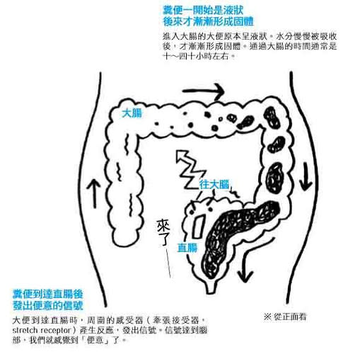 排便,示意圖