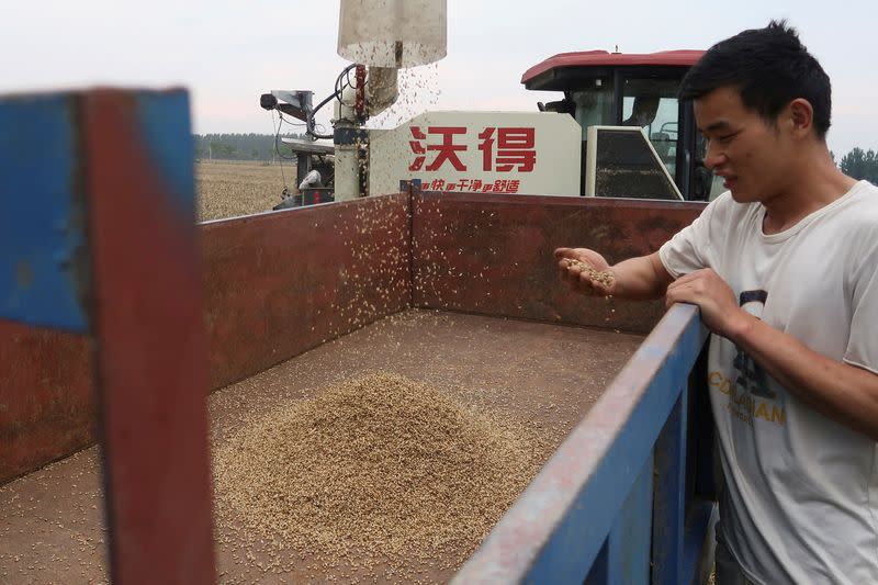 FILE PHOTO: Wheat field in Zhumadian