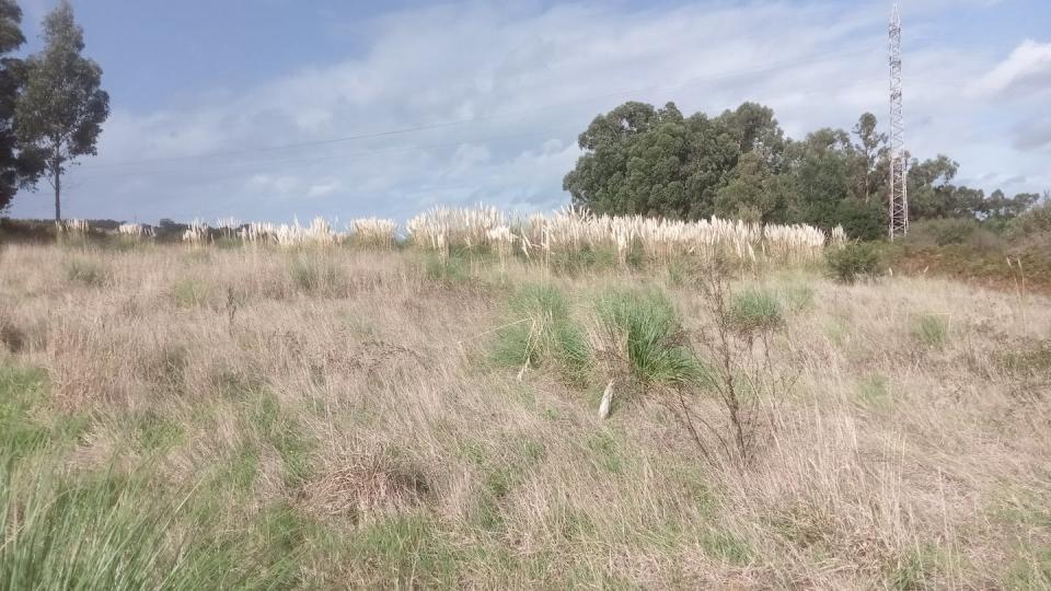 Campo de cultivo abandonado hace más tiempo, en el que la hierba de la Pampa está en proceso de invasión. Alejandro Martínez Abraín, Author provided