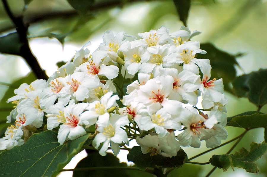 桐花(Photo via Wikimedia, by Mk2010, License: CC BY-SA 3.0，圖片來源：https://zh.wikipedia.org/wiki/File:Flowers_of_Tung_oil_tree.jpg)