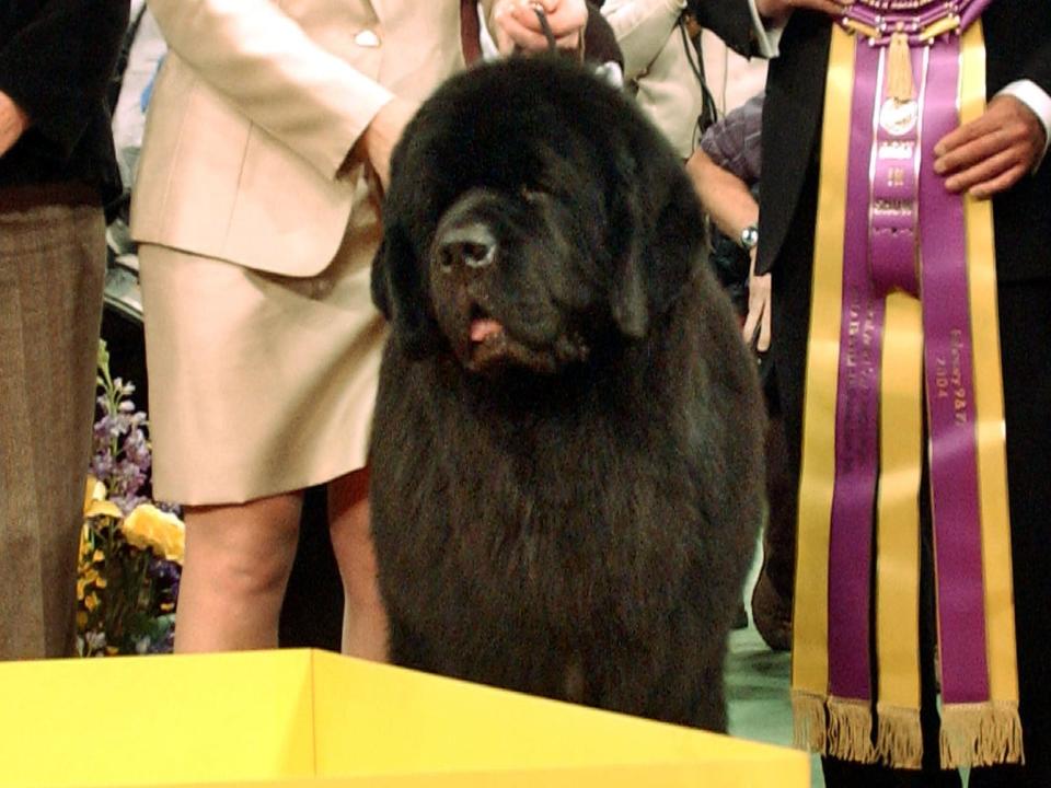 westminster winner 2004