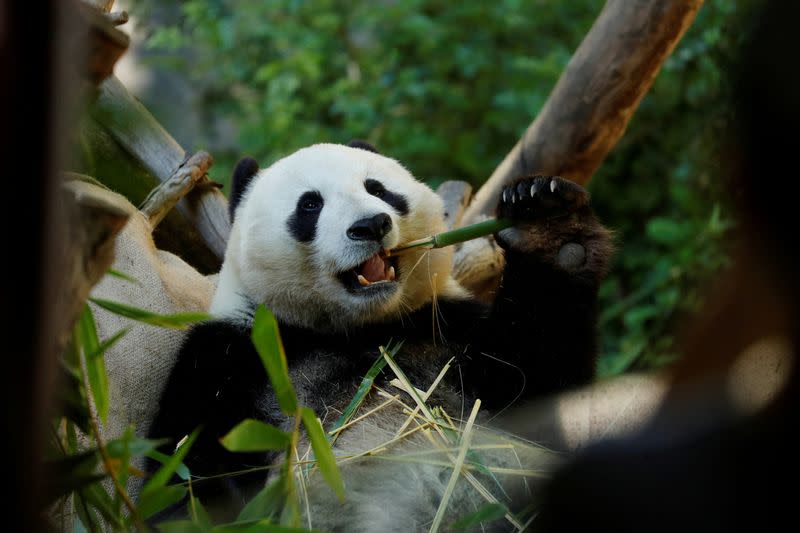FILE PHOTO: Giant male panda Xiao Liwu in his panda canyon home at the San Diego Zoo