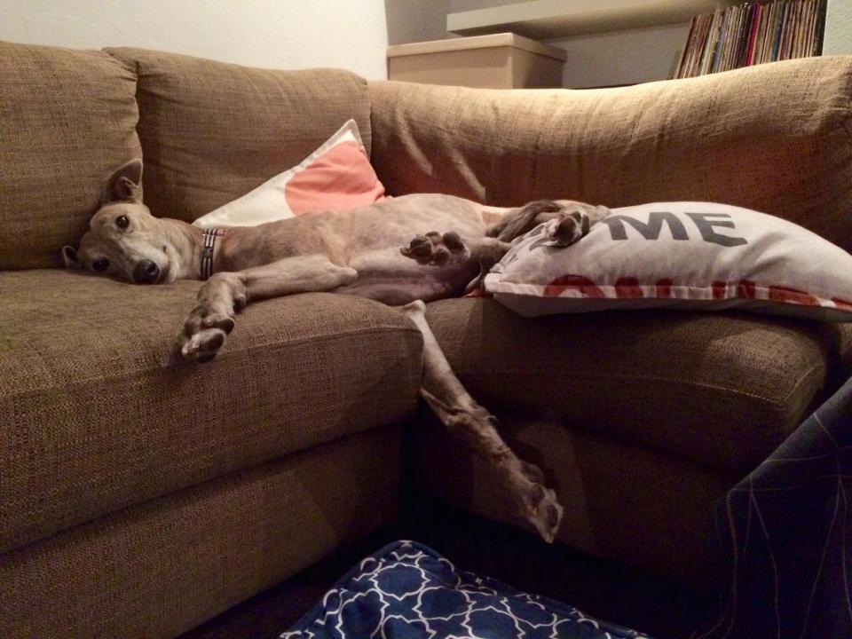 Lux the greyhound on couch. Source: Alison Cole