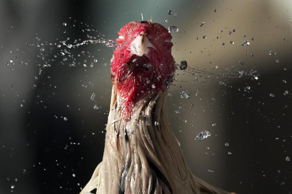A fighting cock shakes off water from his head after his owner gave him a bath to cool him down during a hot morning in Quezon city, Philippines on Tuesday, April 2, 2024. (AP Photo/Aaron Favila)
